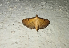 Tatobotys