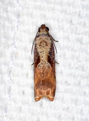 Episimus tyrius