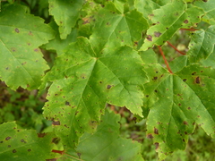 Acericecis ocellaris