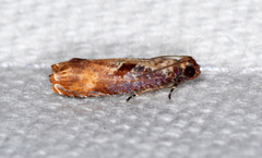 Episimus tyrius