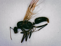 Camponotus ionius