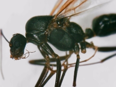 Camponotus ionius