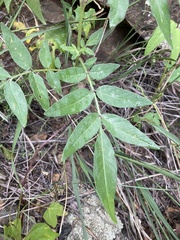 Solanum jamesii