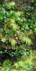 Sphagnum cuspidatum