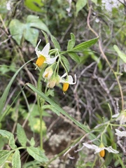 Solanum jamesii