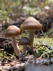 Clitocybe glacialis