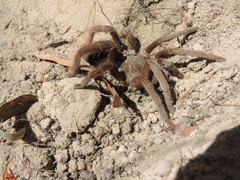 Selenotypus plumipes