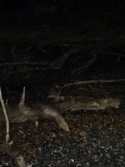 Aegolius acadicus brooksi