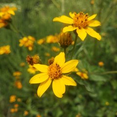 Perymenium berlandieri