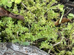 Pilea microphylla image