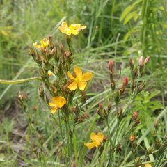 Hypericum silenoides