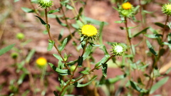 Grindelia nuda