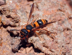 Ancistrocerus kerneri