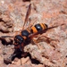 Ancistrocerus kerneri - Photo (c) Stefan, some rights reserved (CC BY-NC), uploaded by Stefan