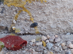 Tenebrionidae