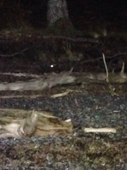 Aegolius acadicus brooksi