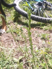 Lithospermum strictum
