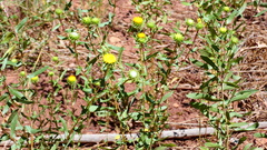 Grindelia nuda