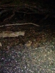 Aegolius acadicus brooksi