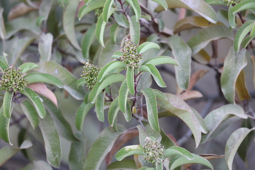 photo of Laurel Sumac (Malosma laurina)