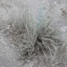 photo of Silver Wormwood (Artemisia ludoviciana)