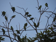 Brotogeris jugularis