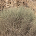photo of California Adolphia (Adolphia californica)