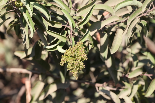 photo of Laurel Sumac (Malosma laurina)