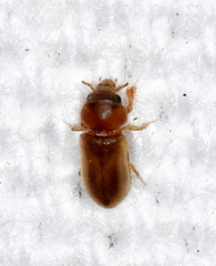 Tropicus pusillus