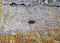 Tenebrionidae
