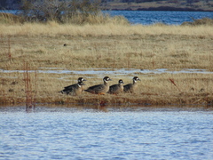 Speculanas specularis