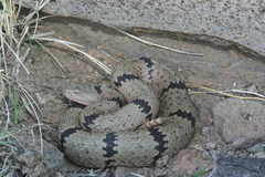 Crotalus lepidus klauberi