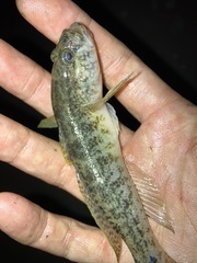 Gobius ophiocephalus