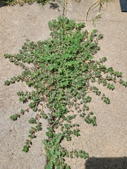 Euphorbia maculata