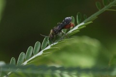 Dasymutilla digressa