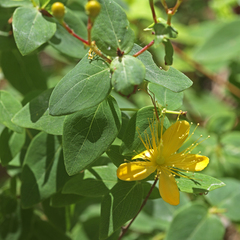 Hypericum hircinum