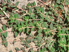 Euphorbia maculata