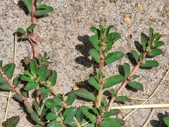 Euphorbia maculata