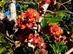 Paullinia weinmanniifolia