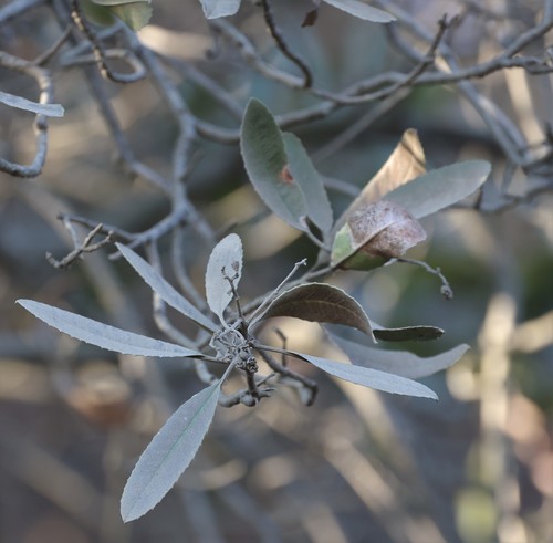 photo of Toyon (Heteromeles arbutifolia)