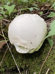 Calvatia gigantea