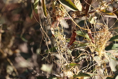 Cuscuta subinclusa