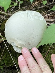 Calvatia gigantea