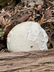 Calvatia gigantea