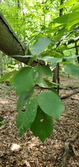 Amelanchier interior
