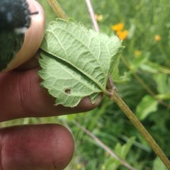 Perymenium berlandieri