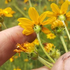 Perymenium berlandieri