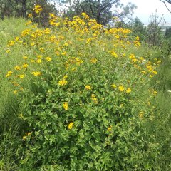 Perymenium berlandieri