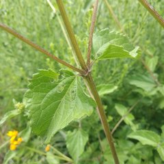 Perymenium berlandieri