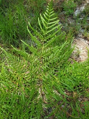 Pteridium latiusculum